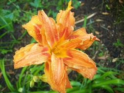 orange lily, close-up