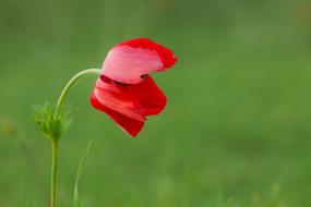 Beautiful Red poopy flower