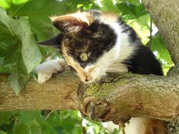 wonderful Chaton Animal Domestique