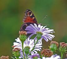 Asters Autumn Flowers