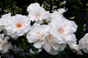 white rose Flower Blossoms