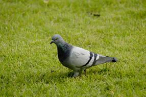 Pigeon Grass