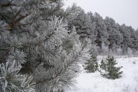 Winter Nature Landscape