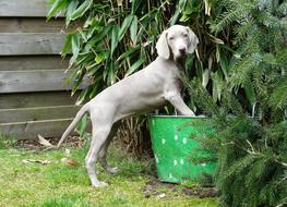 German hound dog stands near a green plant