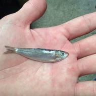 small fish in the palm of your hand