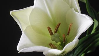 Flower Lily White