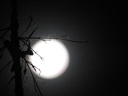 bright moon in the night