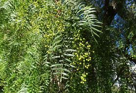 tree grocery