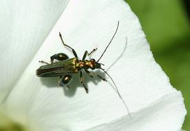 shiny beetle on a white petal close-up on blurred background