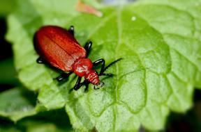 red big Bug