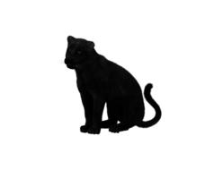 panther black big cat sit drawing