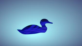 duck bird nature drawing