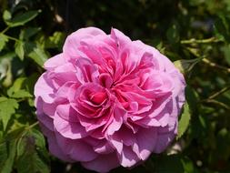 Rose Flower Bloom