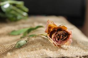 dried Flowers Rose