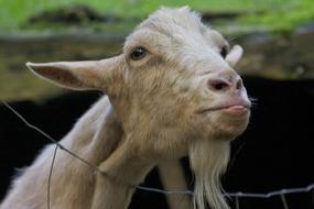 portrait of White Goat Animal