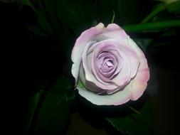 white purple rose in the dark