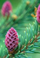 purple cones on the branches