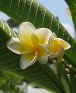 Frangipani Plumeria Tropical