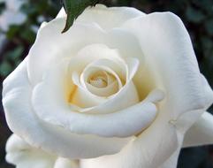 Rose White bloom Macro