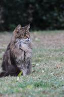 Beautiful, colorful, cute and furry cat, on the colorful grass