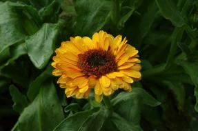 Calendula Flower Yellow