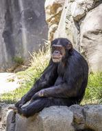 Chimpanzee Animal