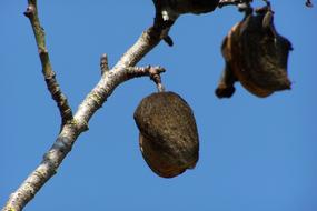 Almond Tree