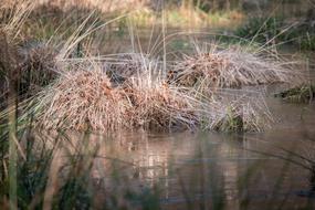 hay in the lake