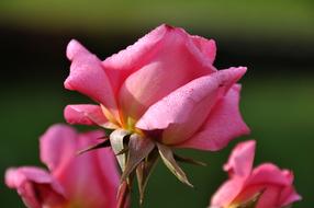 Rose Bloom Nature