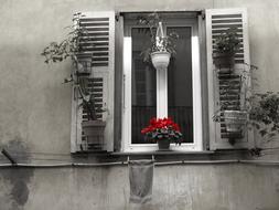 Window France Flower