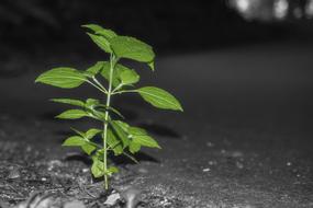 Green Leaves in Nature