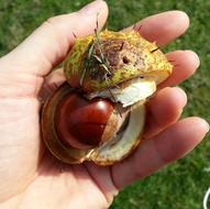 chestnut fruit in hand