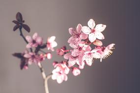 Spring Flowers Purple