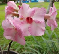 Pink Flower Nature