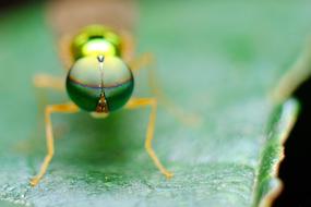 Eye of Insect at Nature