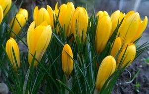 Spring Crocus Flower