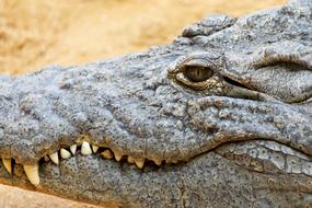 face of a dangerous crocodile