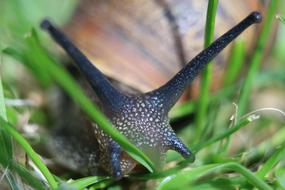 Macro picture of Snail with black horns