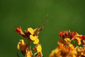 butterfly on yellow spring flower