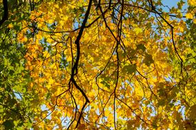 Autumn Leaf Yellow