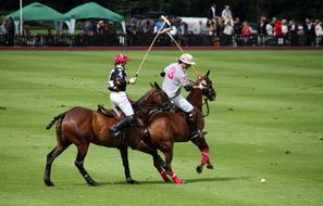 Polo Competition Horses