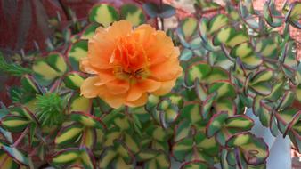 Flower Orange