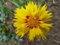Western Nc Yellow Flower