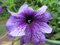 Western Nc Flower Purple