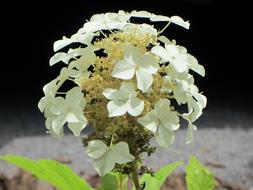 Hydrangea White Petals Western Nc