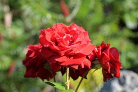 Red Roses blooming in Garden