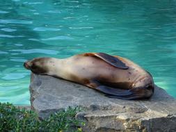 sleeping seal by the pool
