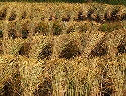 Rice Harvest Crops