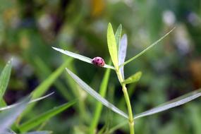 Bug Grass Nature