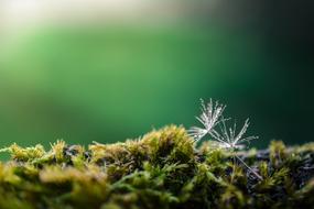 Dandelion Green Nature